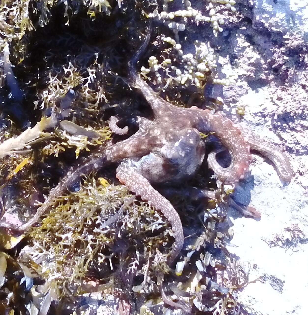 Image of Sydney octopus