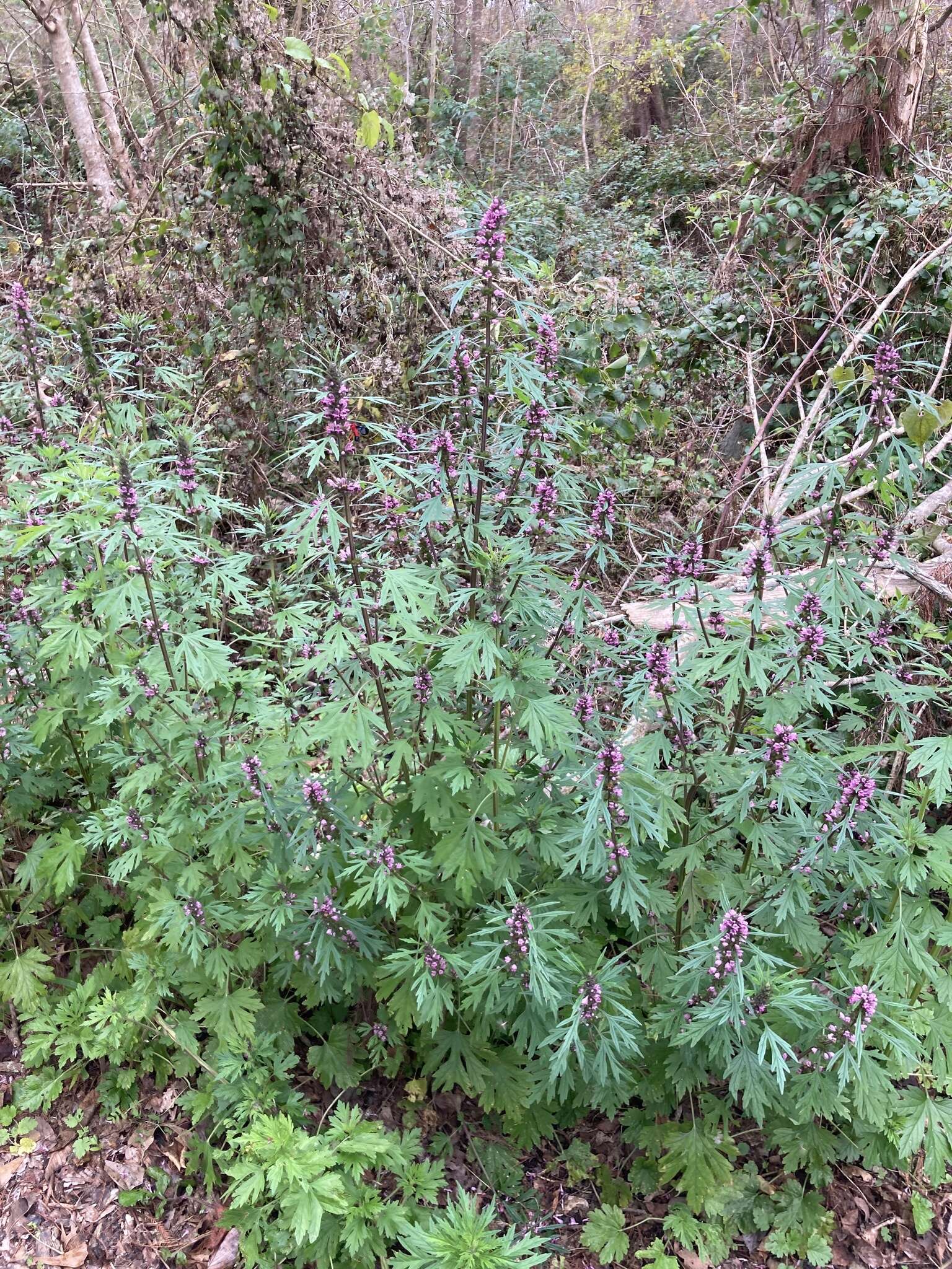 Image of Chinese motherwort