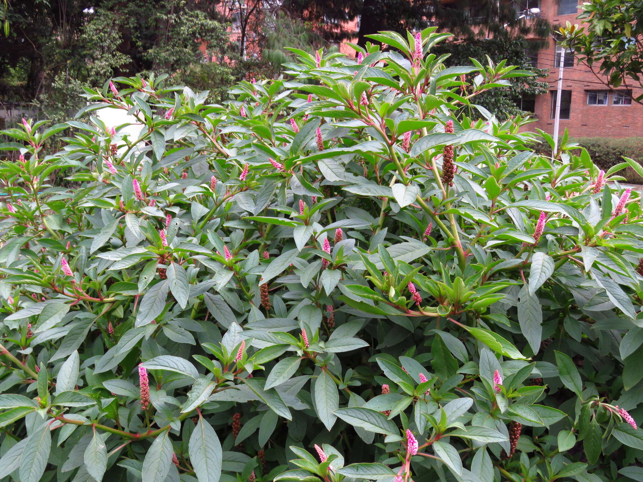 Image of southern pokeweed