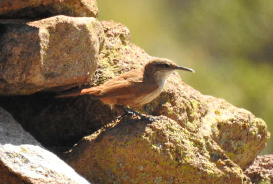 Image of Rock Earthcreeper