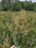 Image of Thalictrum simplex L.