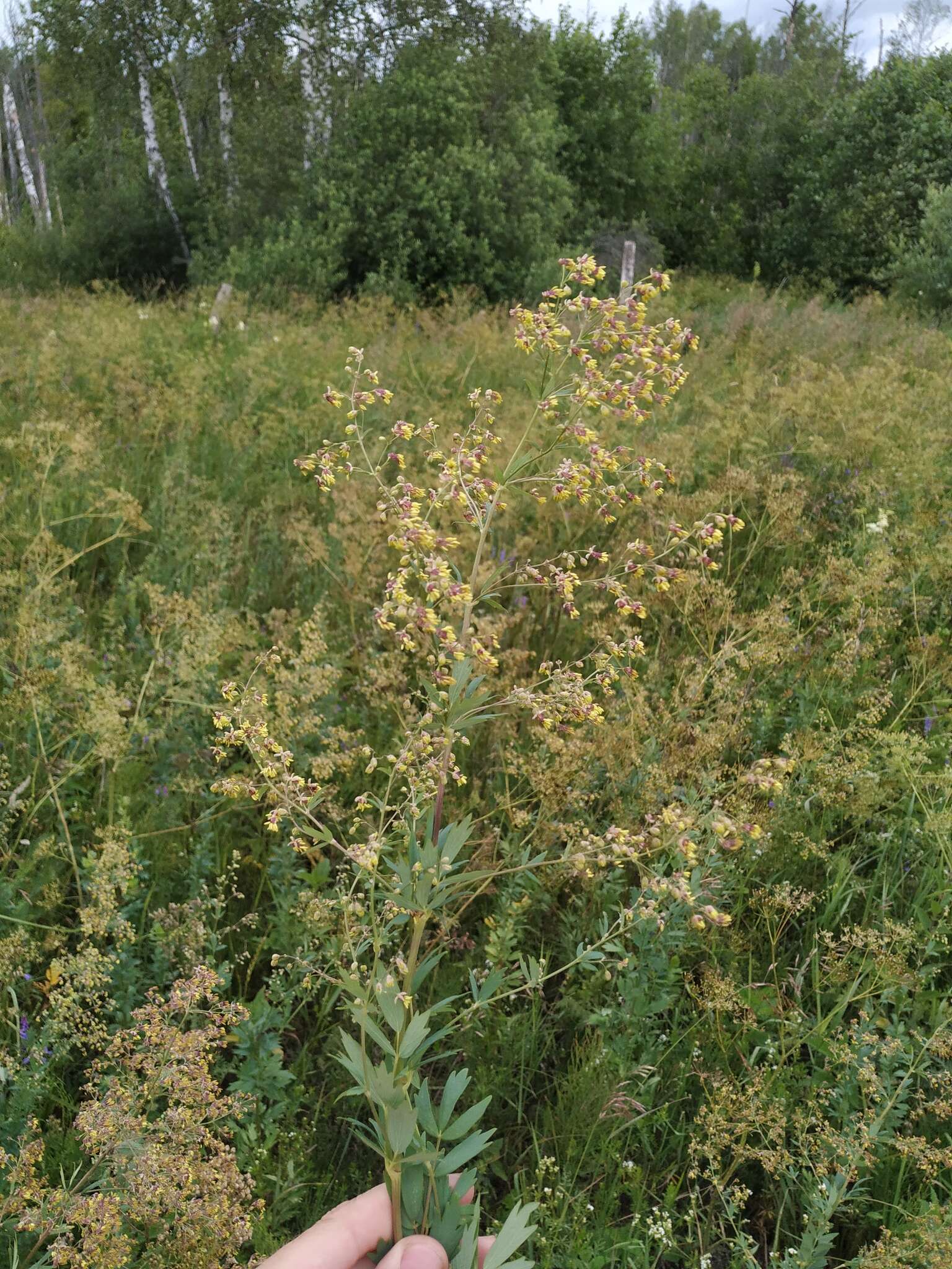 Image of Thalictrum simplex L.