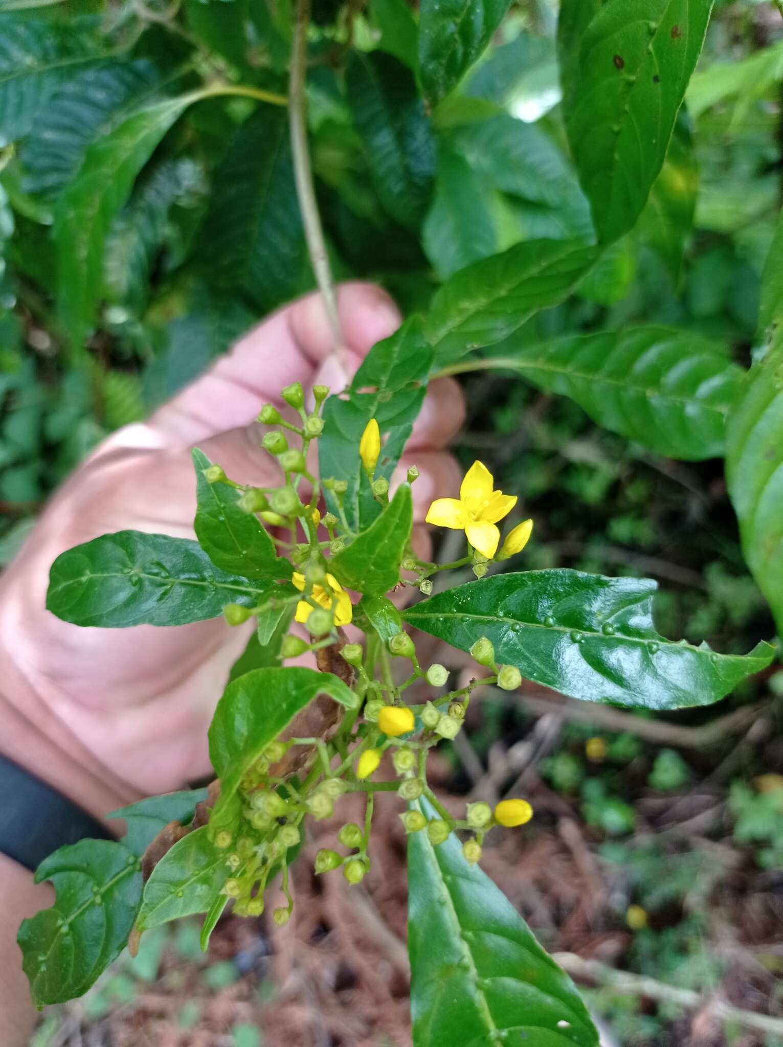 Image of Deppea grandiflora Schltdl.