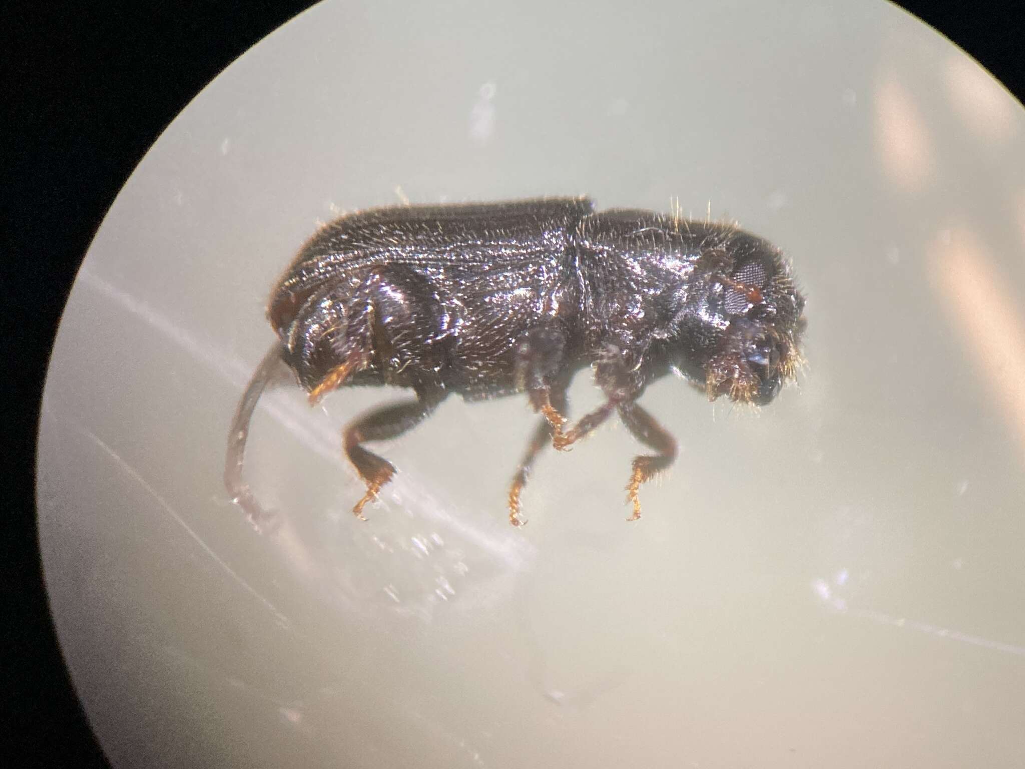 Image of Southern Pine Beetle