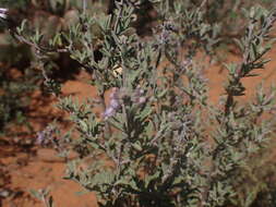 Image of Ocimum burchellianum Benth.