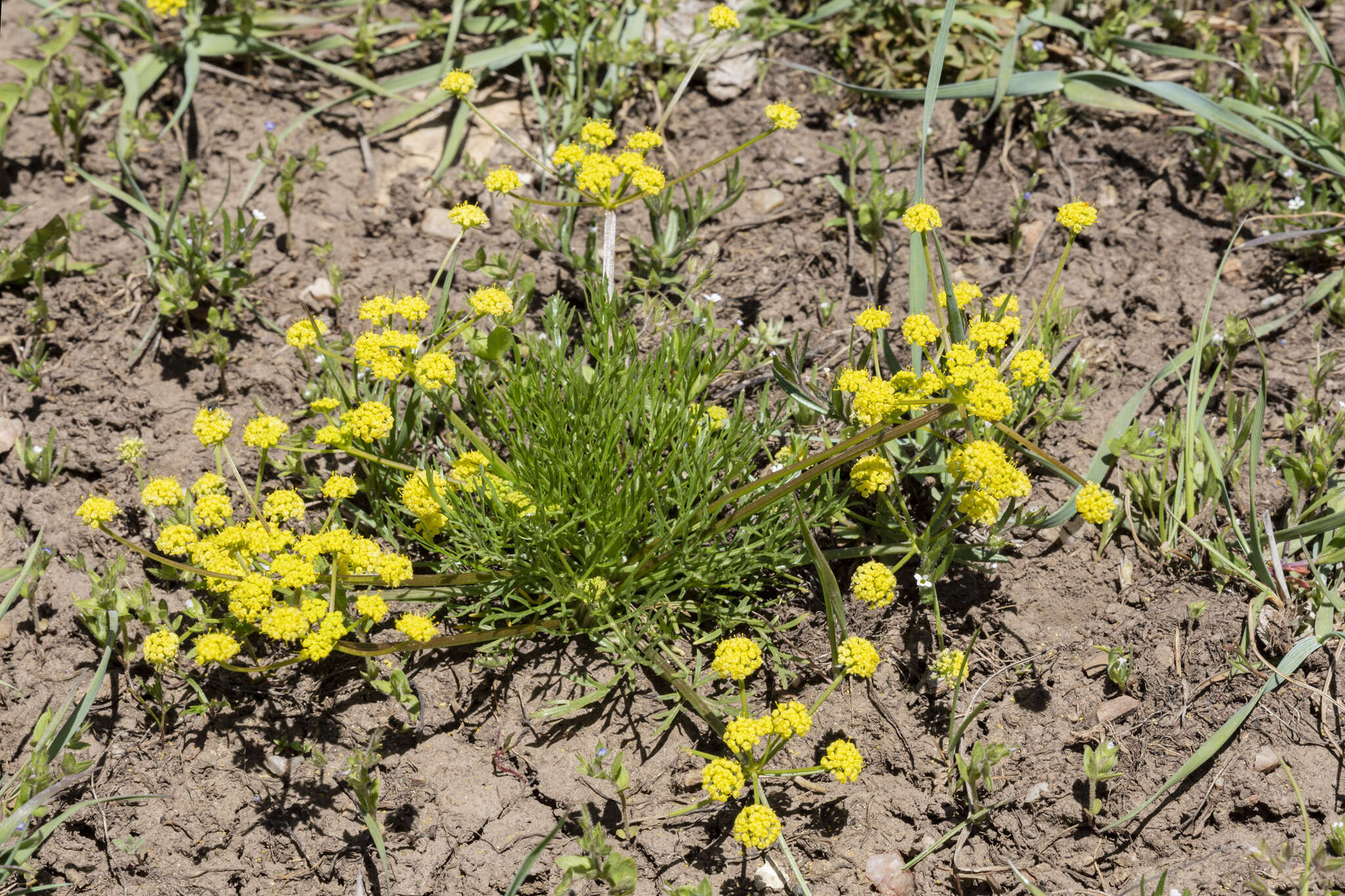 Image of Wasatch desertparsley