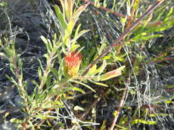 Image of Leucospermum gracile (Salisb. ex Knight) Rourke