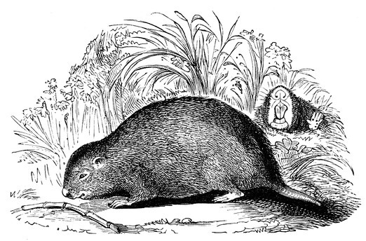 Image of bamboo rats and mole rats