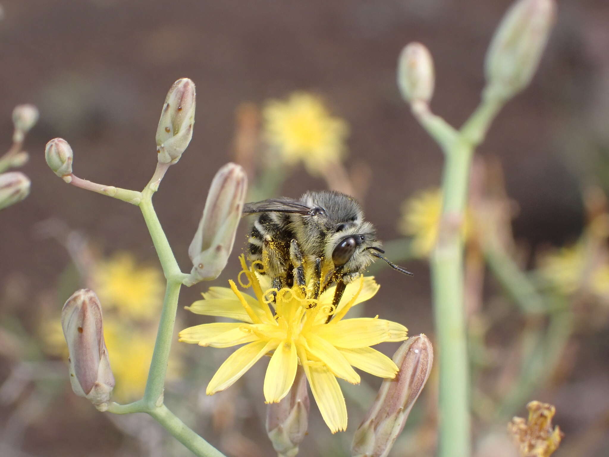 Plancia ëd Anthophora orotavae (Saunders 1904)