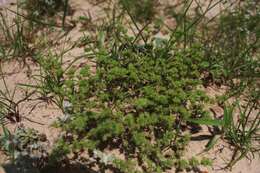 Image of spreading pygmyleaf