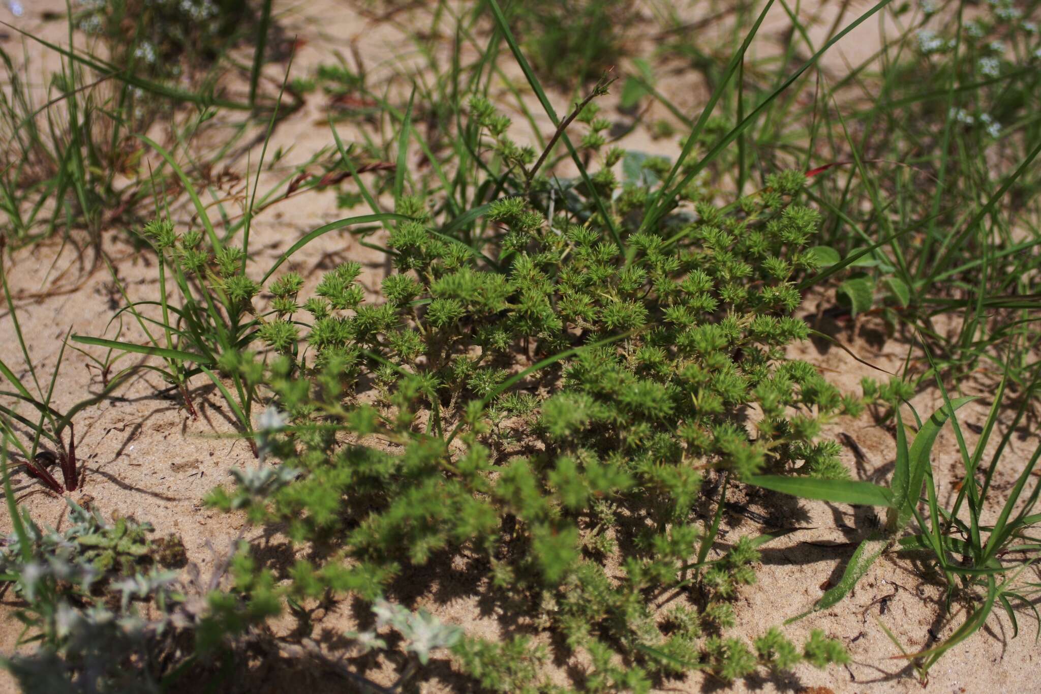 Слика од Loeflingia squarrosa Nutt. ex Torr. & Gray