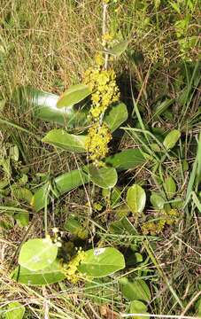 Image of Salacia kraussii (Harv.) Harv.