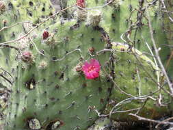 Image of Opuntia pilifera F. A. C. Weber