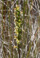 Image of Prasophyllum hectori (Buchanan) Molloy, D. L. Jones & M. A. Clem.