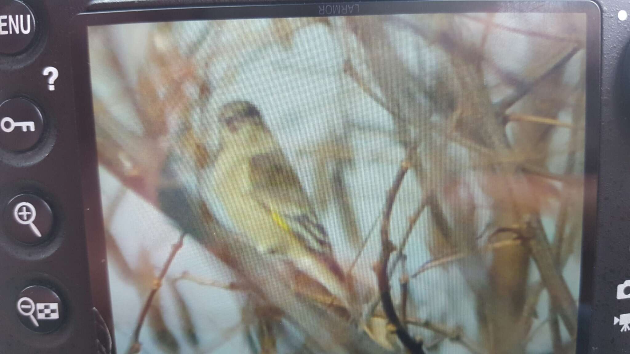 Image of Grey-capped Greenfinch