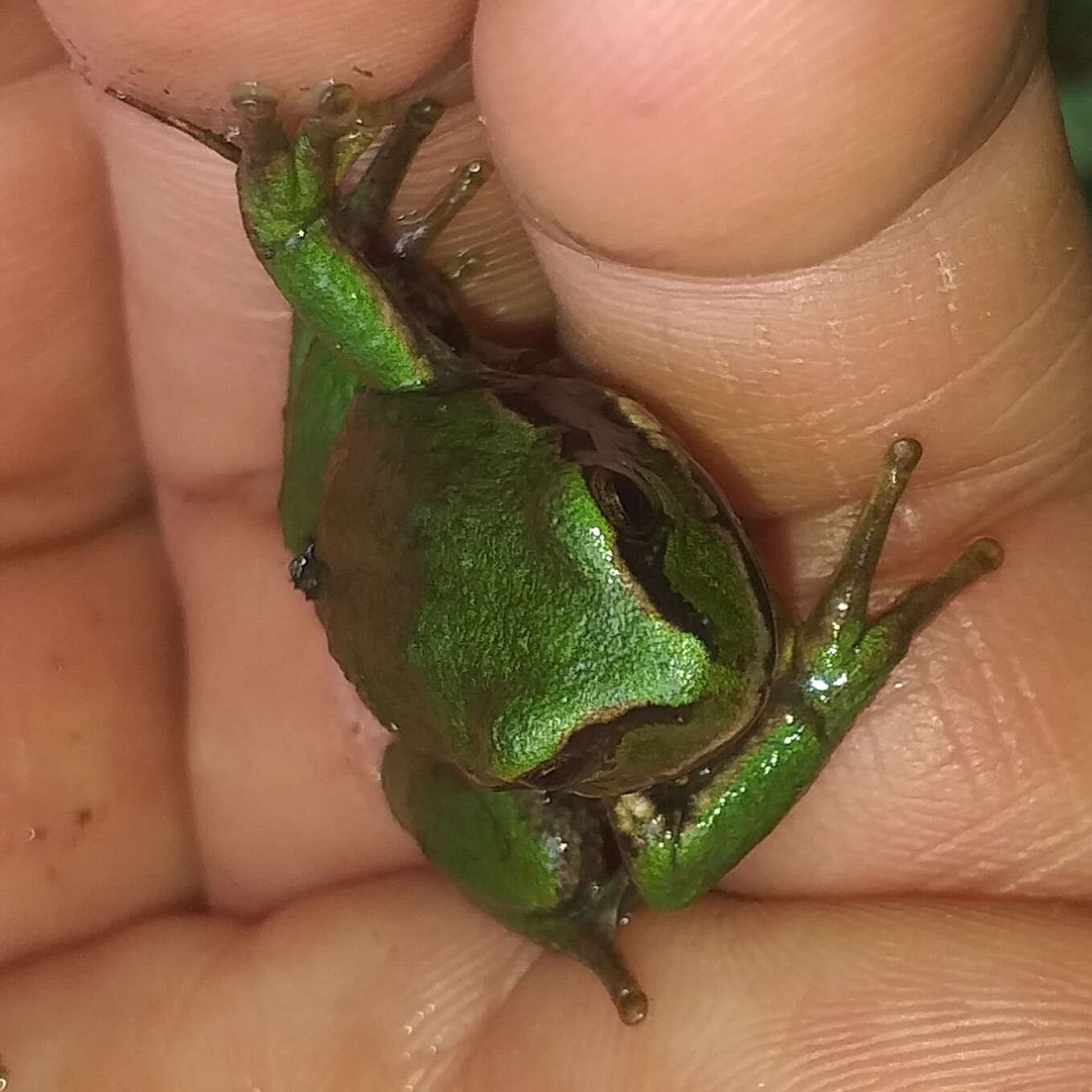 Gastrotheca pseustes Duellman & Hillis 1987的圖片