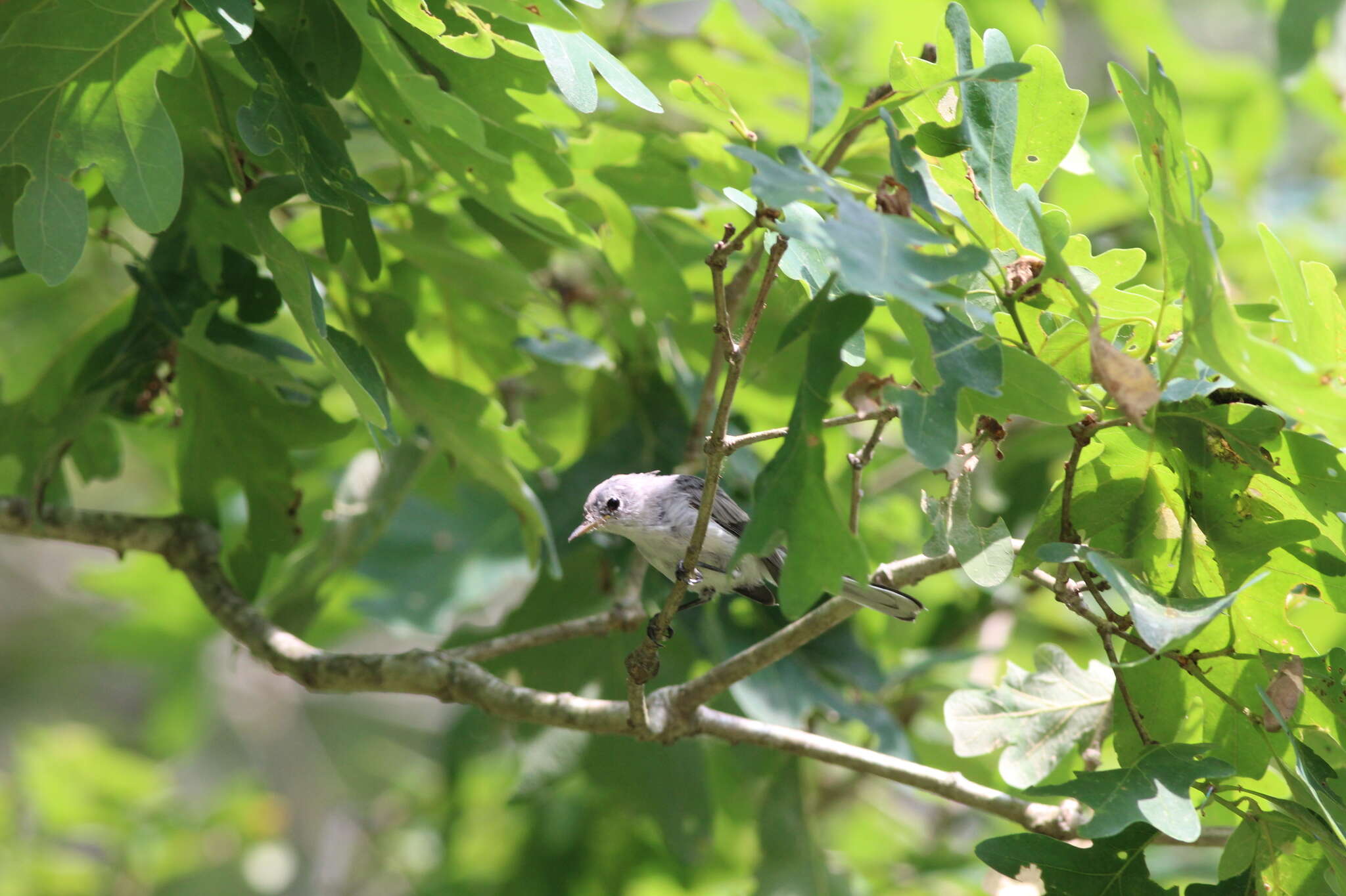 Image of Polioptila caerulea caerulea (Linnaeus 1766)