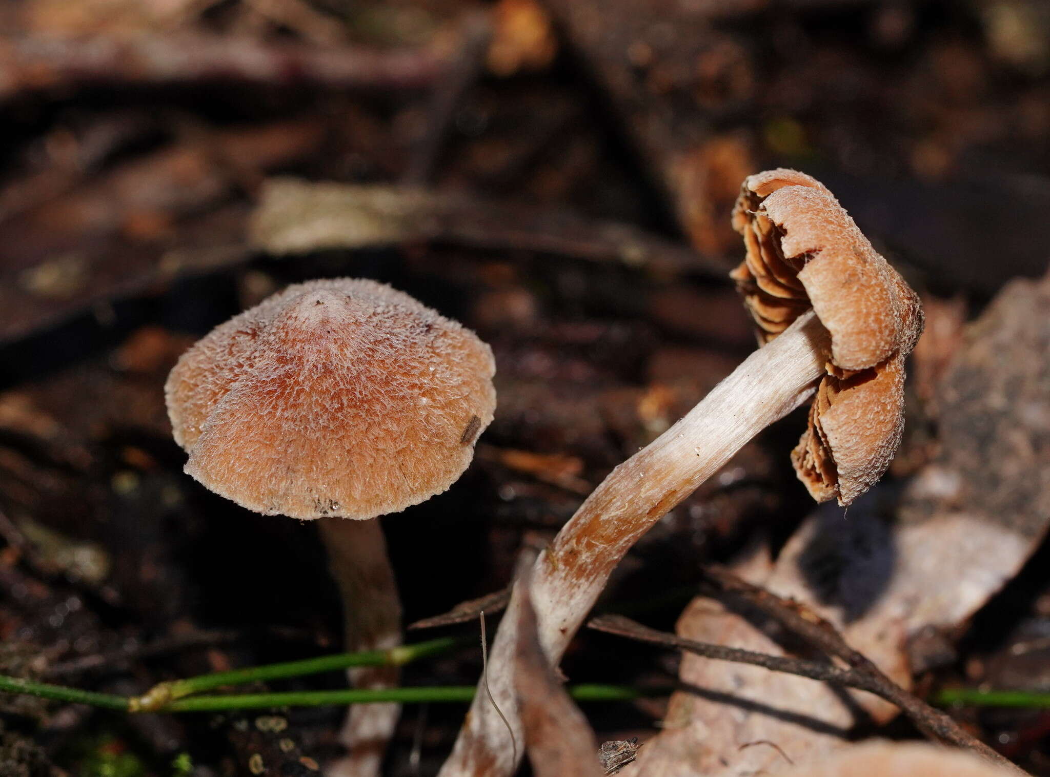 Imagem de Inocybe austrofibrillosa Grgur. 2002