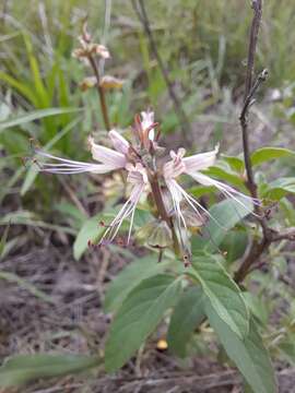 Imagem de Ocimum filamentosum Forssk.