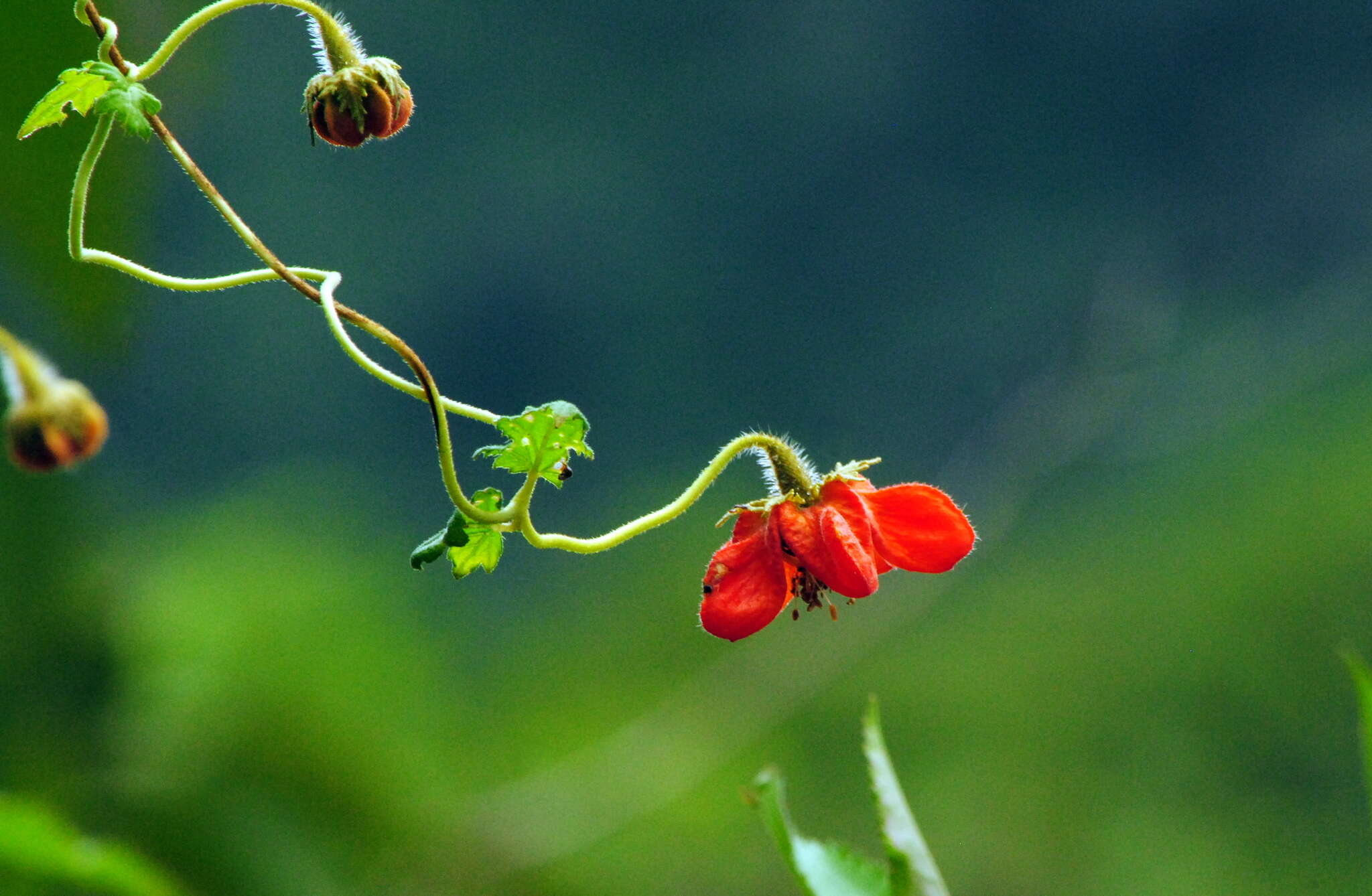 Image of Brick-Red Caiophora