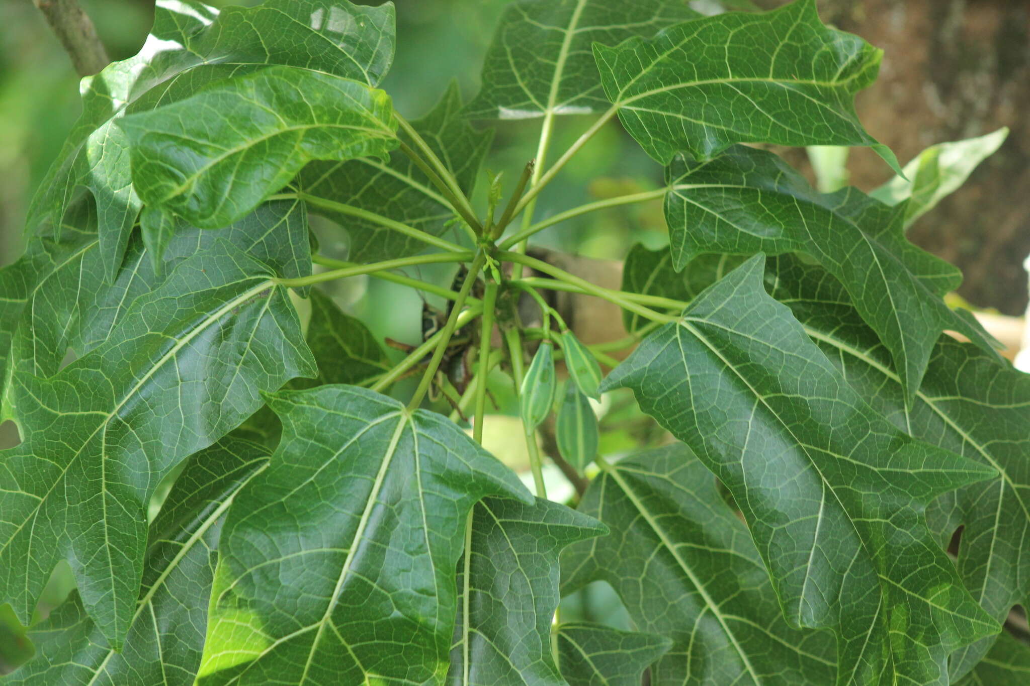 Image of oakleaf carica