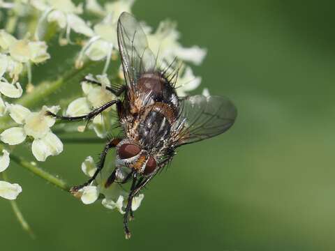 Image of Linnaemya vulpina (Fallen 1810)