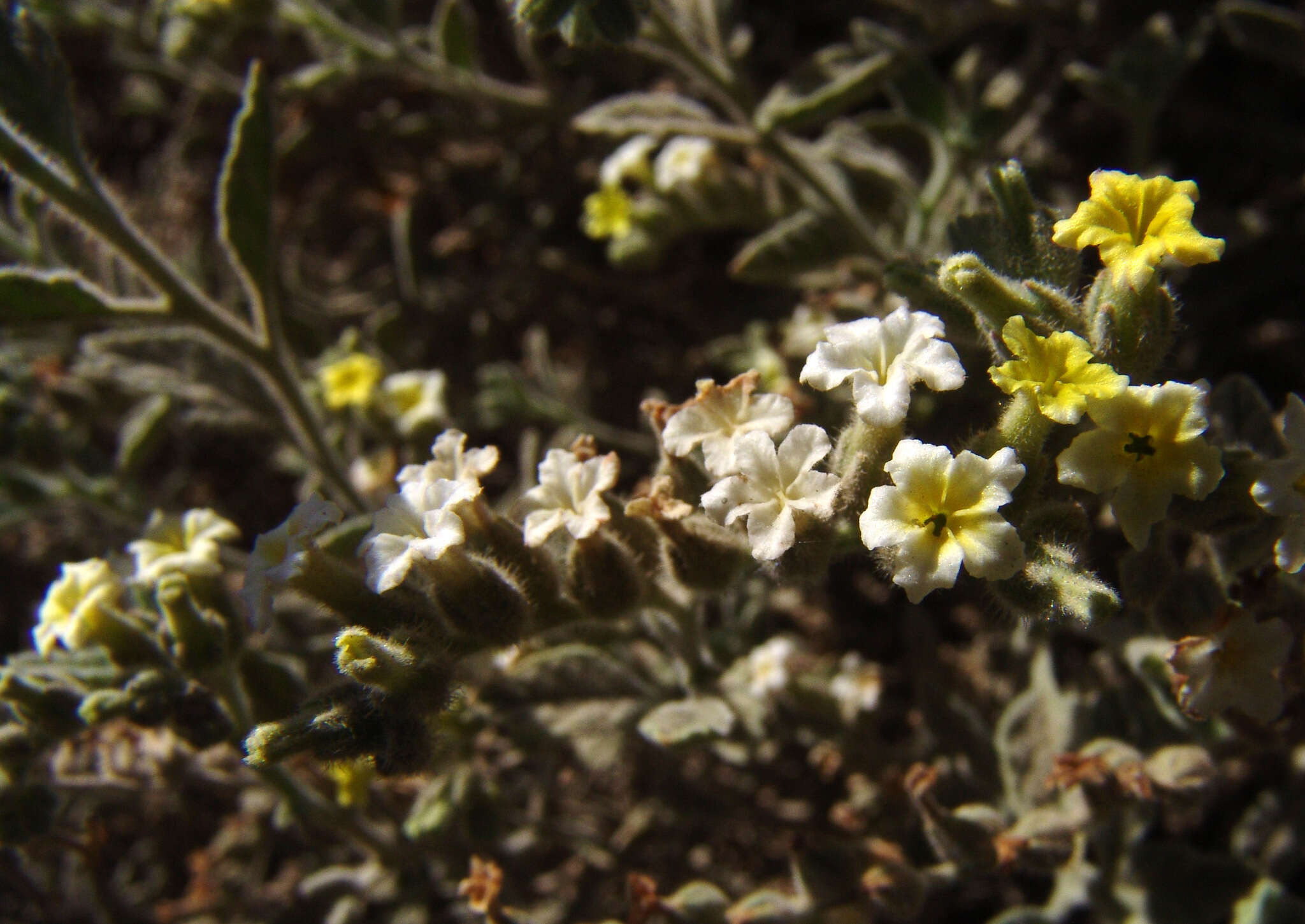 Image of Heliotropium arbainense Fresen.