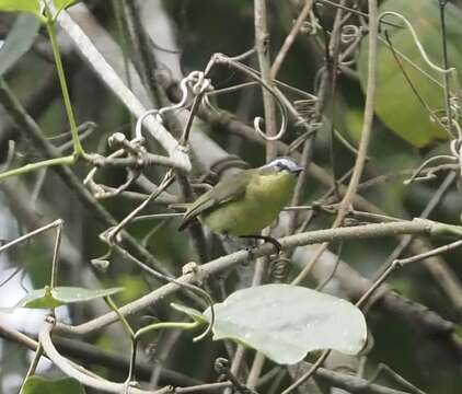 Image of Yellow-bellied Tyrannulet