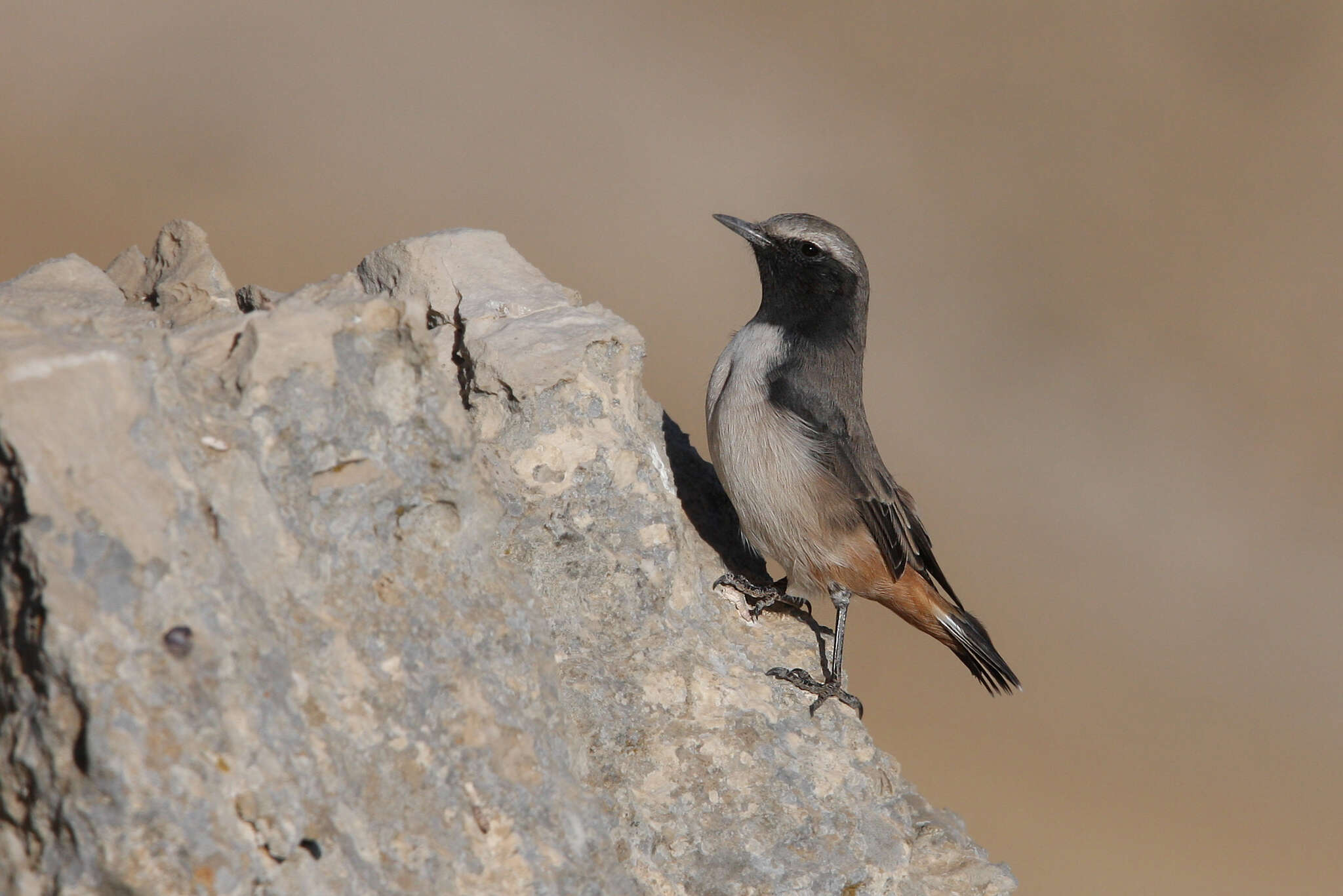 Image of Kurdish Wheatear