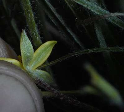 Image of Hypoxis floccosa Baker