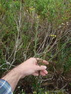 Image of Senecio burchellii DC.