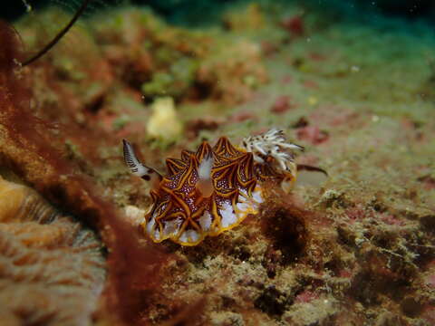 Image of Orange edged ridged black slug