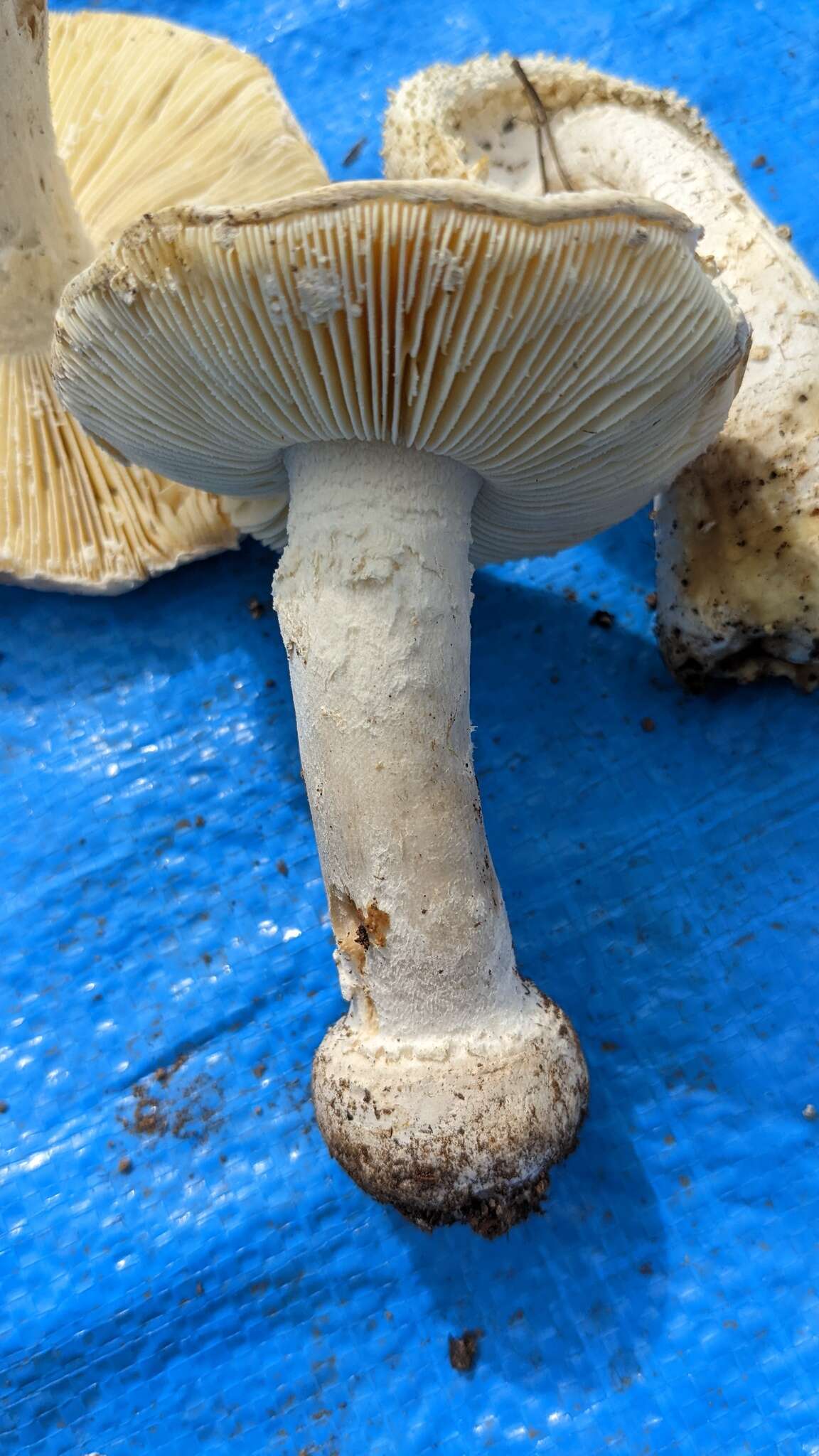 Image of Amanita castanopsidis Hongo 1974