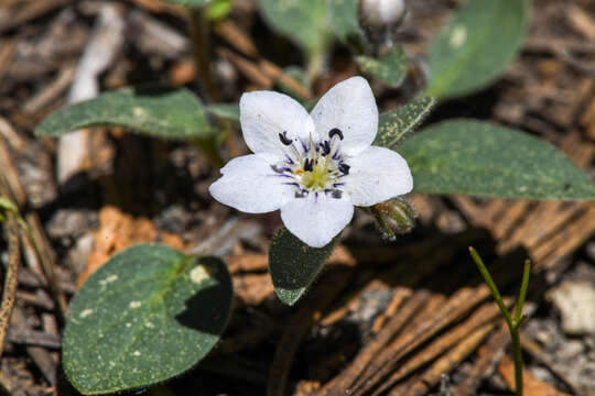 Howellanthus dalesianus (J. T. Howell) Walden & R. Patt. resmi