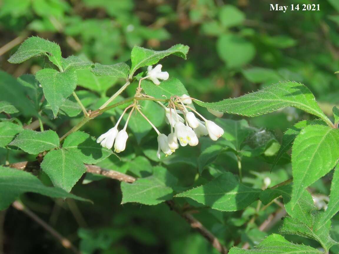 Image of Staphylea bumalda DC.