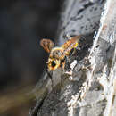 Image of Laphria vultur Osten Sacken 1877