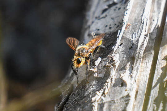 Image of Laphria vultur Osten Sacken 1877