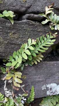 Image of Asplenium marinum L.