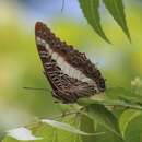 Sivun Charaxes brutus alcyone Stoneham 1943 kuva