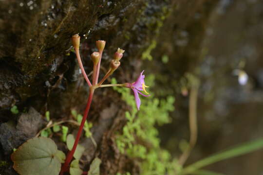 Image of Sonerila scapigera Dalz.