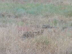 صورة Leptailurus serval lipostictus (Pocock 1907)