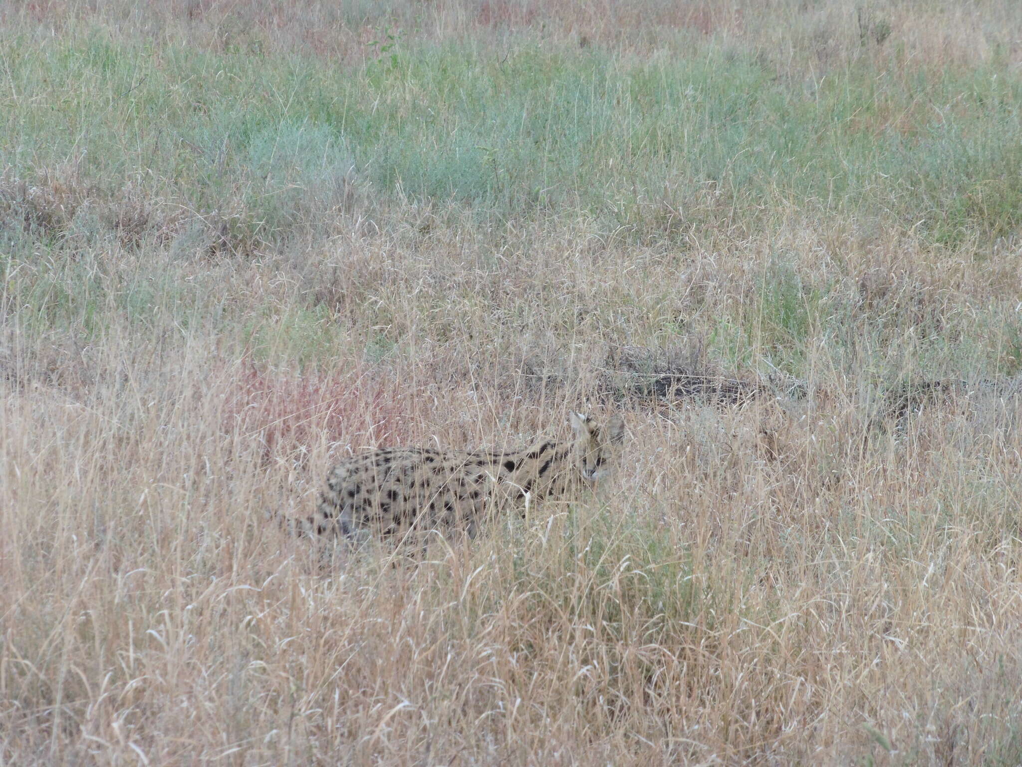 صورة Leptailurus serval lipostictus (Pocock 1907)