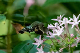 Image de Macroglossum micacea Walker 1856