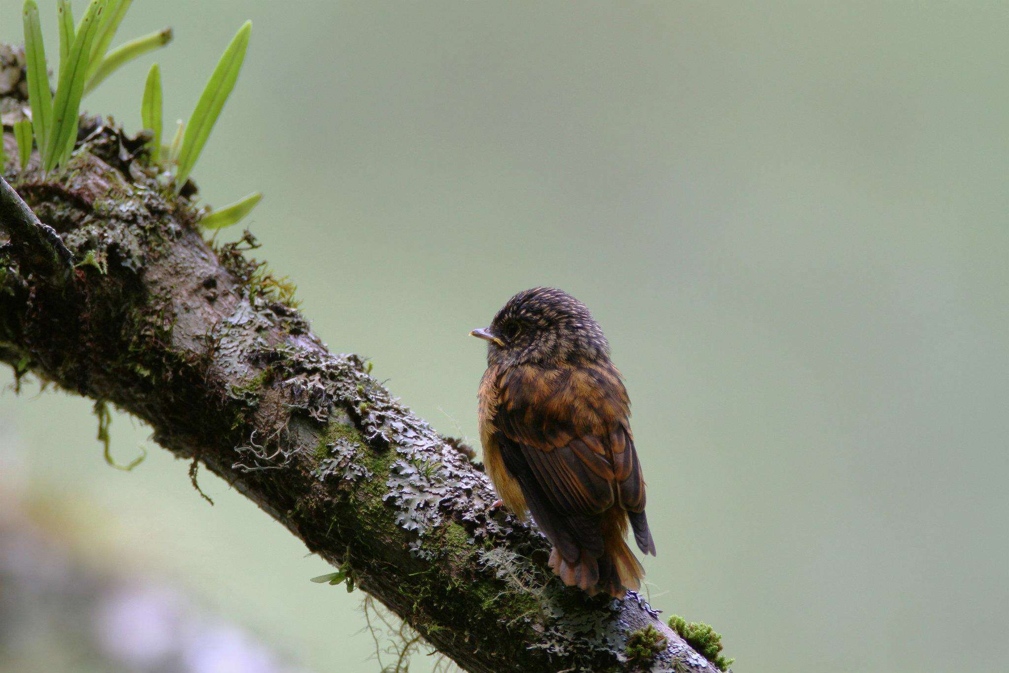 Plancia ëd Muscicapa ferruginea (Hodgson 1845)