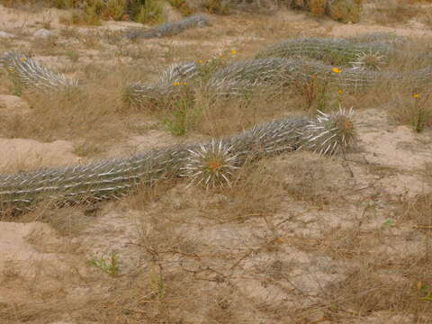 Image de Stenocereus eruca (Brandegee) A. C. Gibson & K. E. Horak