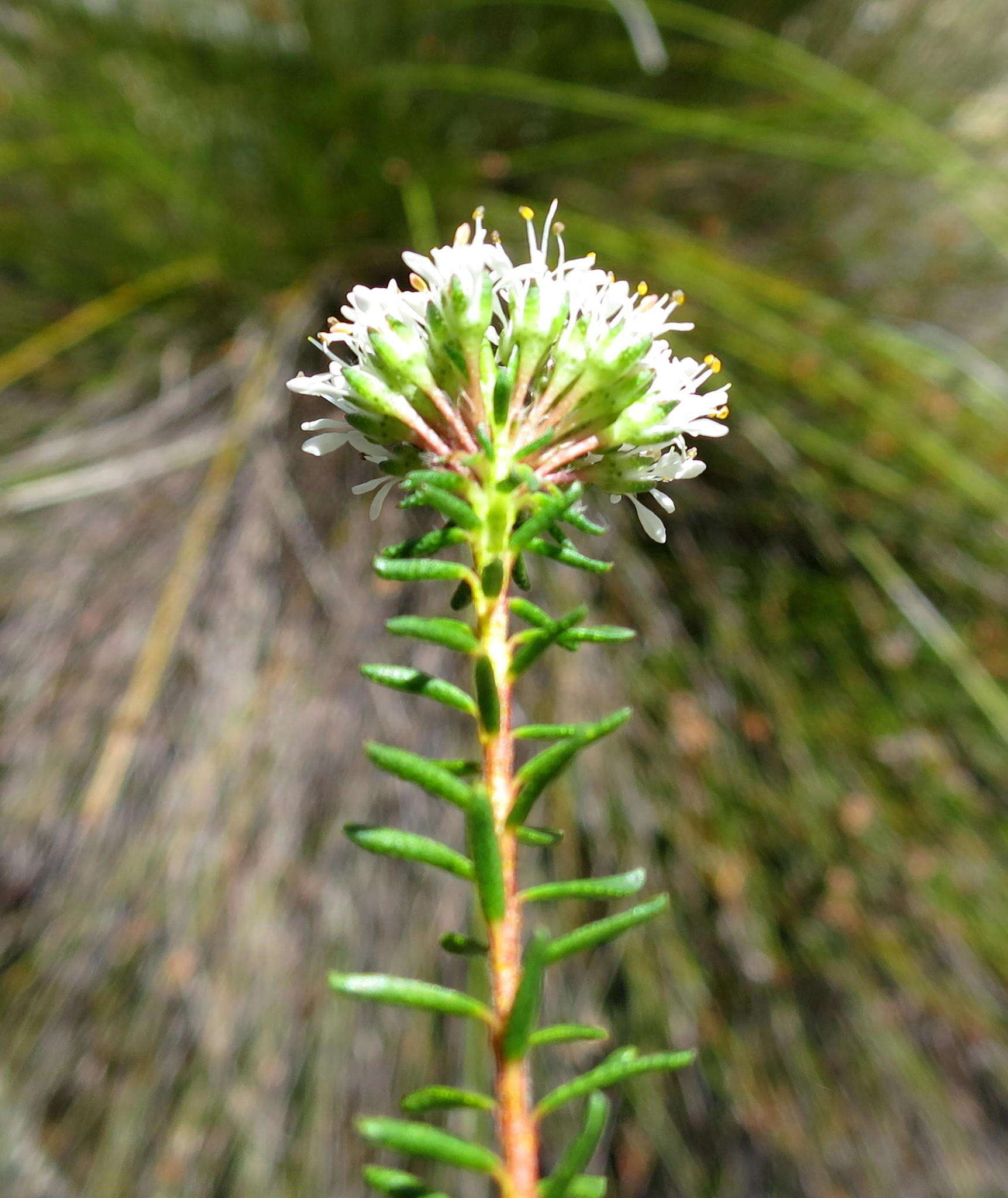 Image of Agathosma bifida (Jacq.) Bartl. & Wendl. fil.