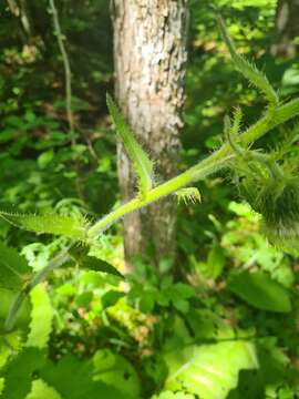 Image of Cirsium carniolicum Scop.