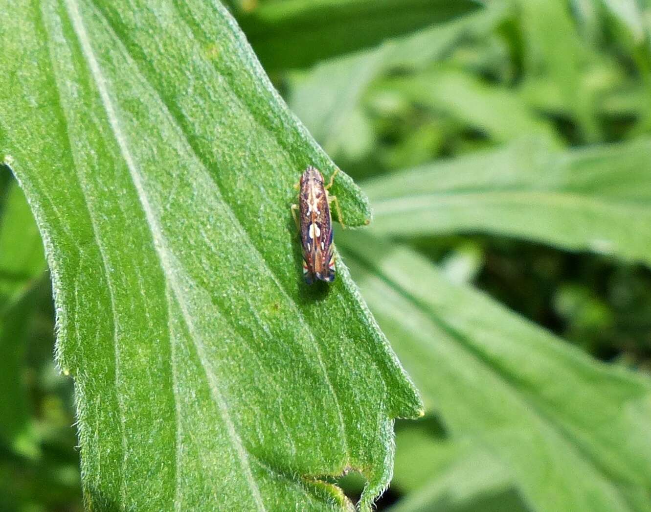 Image of Diedrocephala variegata (Fabricius 1775)