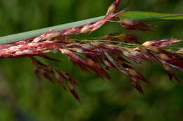 Image of Creeping Molasses Grass