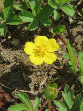 Image de Potentille rampante